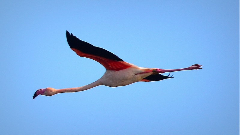 Fenicottero in volo